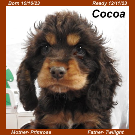 puppy, for, sale, Cocker Spaniel, Joe & Cherri  Overlease, dog, breeder, Miller, MO, dog-breeder, puppy-for-sale, forsale, nearby, find, puppyfind, locator, puppylocator, aca